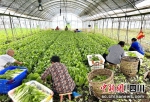 佳欣农场蔬菜大棚里，村民们正忙着采摘新鲜的小白菜。郭林娜 摄 - Sc.Chinanews.Com.Cn
