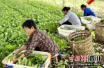 村民们正忙着采摘新鲜的小白菜。郭林娜 摄 - Sc.Chinanews.Com.Cn