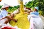 村民在稻田里抢收、转运水稻，一派丰收的景象。李贵平 摄 - Sc.Chinanews.Com.Cn