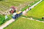 村民在稻田里抢收、转运水稻，一派丰收的景象。李贵平 摄 - Sc.Chinanews.Com.Cn